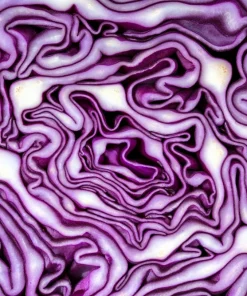 Red Acre Cabbage Seeds - 500 Count Brassica Oleracea Capitata for Garden - Image 7