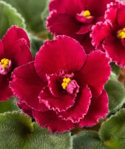 Red African Violet Live Plant – 3-5 Inches Tall in 4 Inch Pot – Indoor Flowering Houseplant - Image 2