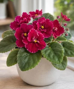 Red African Violet Live Plant – 3-5 Inches Tall in 4 Inch Pot – Indoor Flowering Houseplant - Image 4
