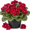Red African Violet Live Plant – 3-5 Inches Tall in 4 Inch Pot – Indoor Flowering Houseplant - Image 1