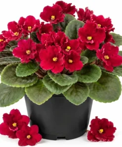 Red African Violet Live Plant – 3-5 Inches Tall in 4 Inch Pot – Indoor Flowering Houseplant - Image 1