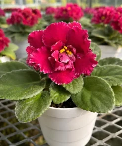 Red African Violet Live Plant – 3-5 Inches Tall in 4 Inch Pot – Indoor Flowering Houseplant - Image 7