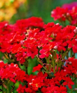 Red Alyssum Seeds - Carpet Flower Sweet Flower Seeds Perennial for Gardens - Image 2