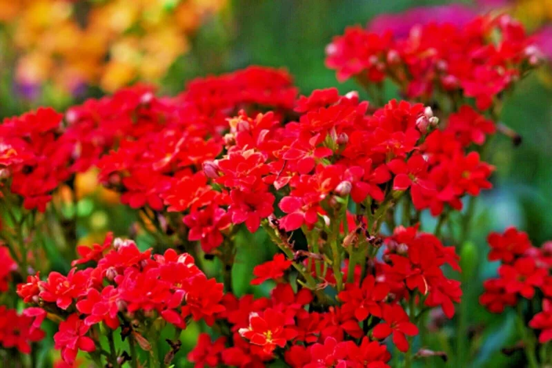Red Alyssum Seeds - Carpet Flower Sweet Flower Seeds Perennial for Gardens - Image 2