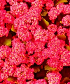 Red Alyssum Seeds - Carpet Flower Sweet Flower Seeds Perennial for Gardens - Image 3