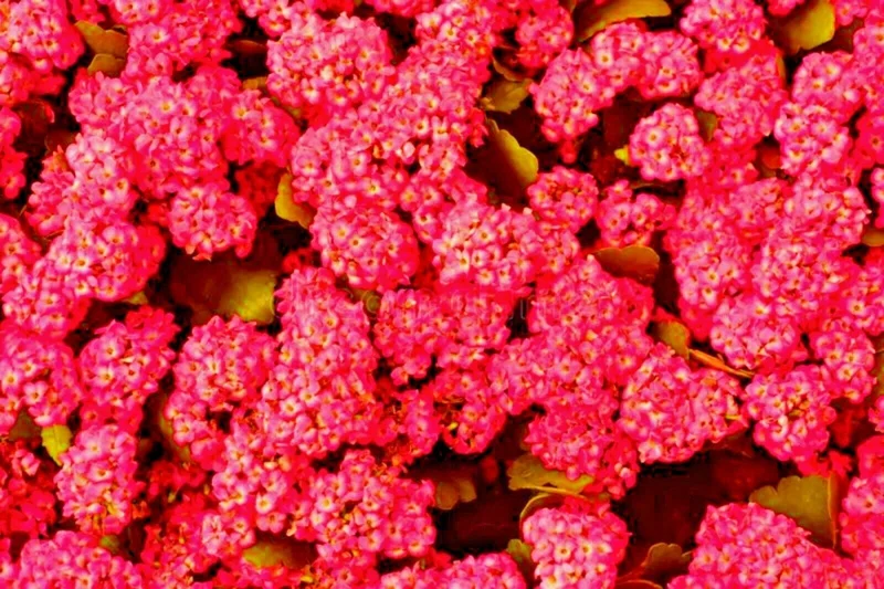 Red Alyssum Seeds - Carpet Flower Sweet Flower Seeds Perennial for Gardens - Image 3