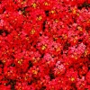 Red Alyssum Seeds - Carpet Flower Sweet Flower Seeds Perennial for Gardens - Image 1