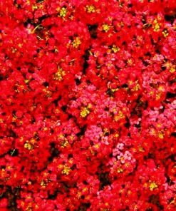Red Alyssum Seeds - Carpet Flower Sweet Flower Seeds Perennial for Gardens - Image 1