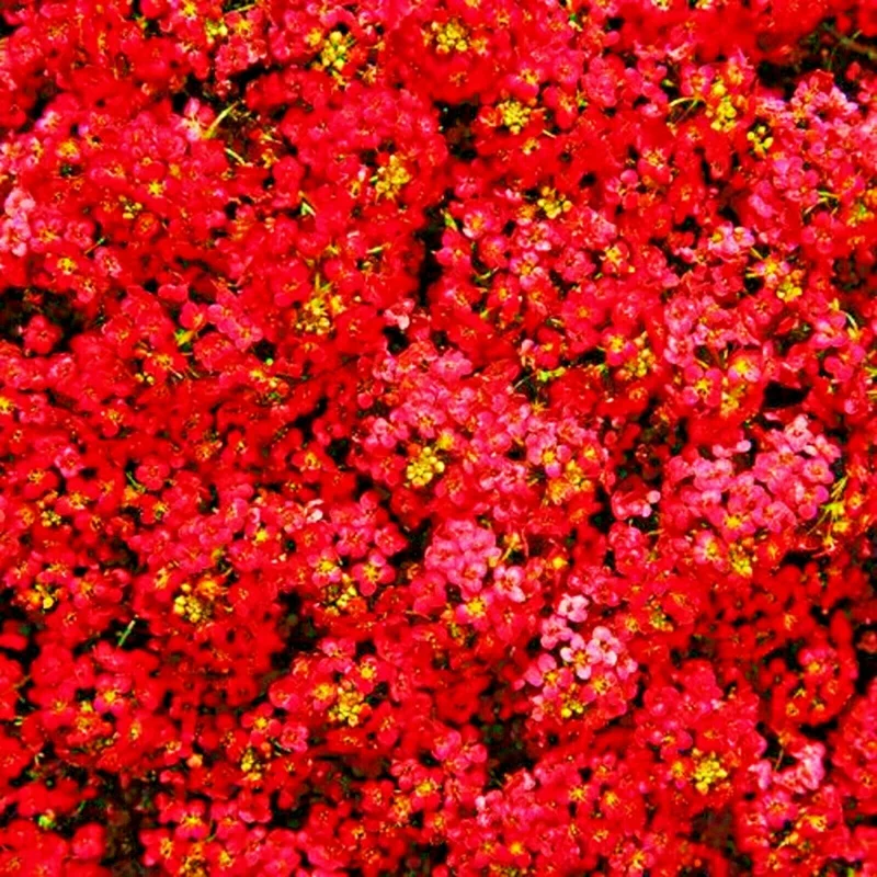 Red Alyssum Seeds - Carpet Flower Sweet Flower Seeds Perennial for Gardens - Image 1