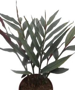 Red Bamboo Ginger Live Plant – Alpinia luteocarpa – Fragrant – 4" Pot - Image 2
