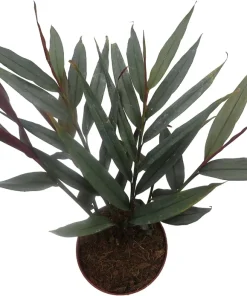 Red Bamboo Ginger Live Plant – Alpinia luteocarpa – Fragrant – 4