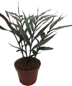 Red Bamboo Ginger Live Plant – Alpinia luteocarpa – Fragrant – 4