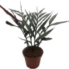 Red Bamboo Ginger Live Plant – Alpinia luteocarpa – Fragrant – 4" Pot - Image 1