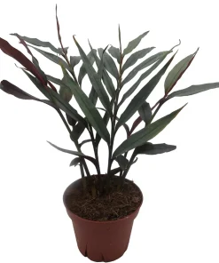 Red Bamboo Ginger Live Plant – Alpinia luteocarpa – Fragrant – 4