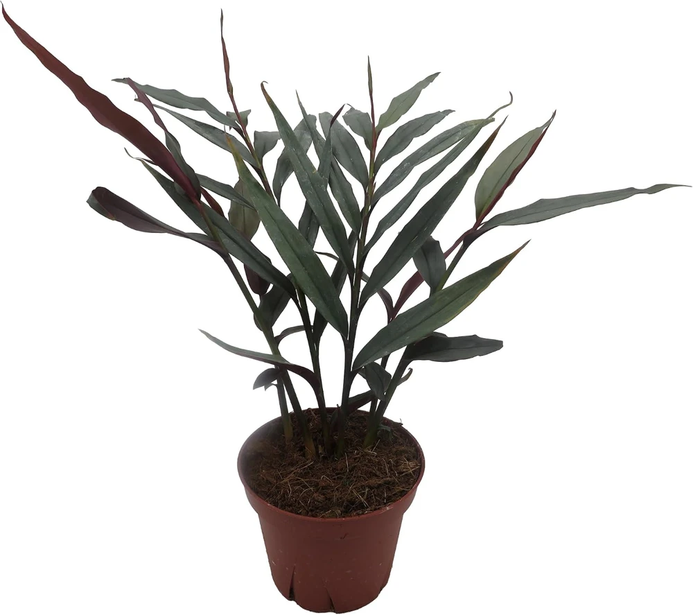 Red Bamboo Ginger Live Plant – Alpinia luteocarpa – Fragrant – 4" Pot - Image 1