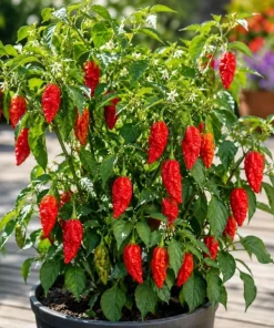 Red Bhut Jolokia Ghost Pepper Live Plant - 2 Pack, 3-5 Inch Seedlings for Patio & Garden - Image 4