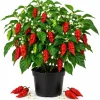 Red Bhut Jolokia Ghost Pepper Live Plant - 2 Pack, 3-5 Inch Seedlings for Patio & Garden - Image 1