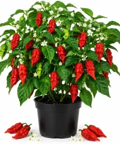 Red Bhut Jolokia Ghost Pepper Live Plant - 2 Pack, 3-5 Inch Seedlings for Patio & Garden - Image 1