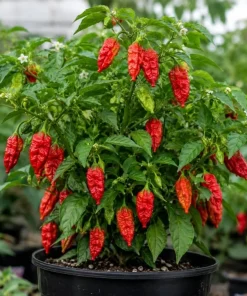 Red Bhut Jolokia Ghost Pepper Live Plant - 2 Pack, 3-5 Inch Seedlings for Patio & Garden - Image 5