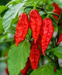 Red Bhut Jolokia Ghost Pepper Live Plant - 2 Pack, 3-5 Inch Seedlings for Patio & Garden - Image 6