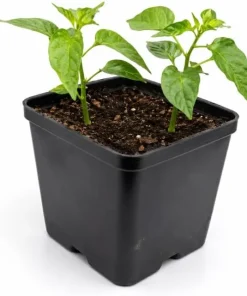 Red Bhut Jolokia Ghost Pepper Live Plants - 2 Pack, 3-5 Inch Tall Chili - Image 3
