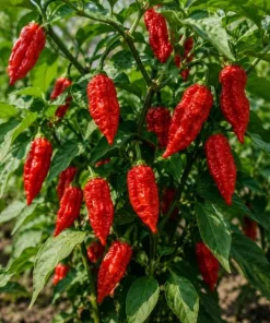Red Bhut Jolokia Ghost Pepper Live Plants - 2 Pack, 3-5 Inch Tall Chili - Image 4