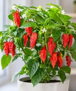 Red Bhut Jolokia Ghost Pepper Live Plants - 2 Pack, 3-5 Inch Tall Chili - Image 5