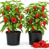 Red Bhut Jolokia Ghost Pepper Live Plants - 2 Pack, 3-5 Inch Tall Chili - Image 1