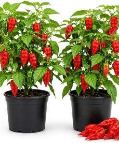 Red Bhut Jolokia Ghost Pepper Live Plants - 2 Pack, 3-5 Inch Tall Chili - Image 1