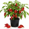 Red Bhut Jolokia Ghost Pepper Live Plants - 2 Per Pot, 3-5 Inch Tall Seedlings - Image 1