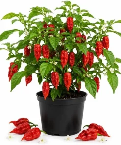 Red Bhut Jolokia Ghost Pepper Live Plants - 2 Per Pot, 3-5 Inch Tall Seedlings - Image 1