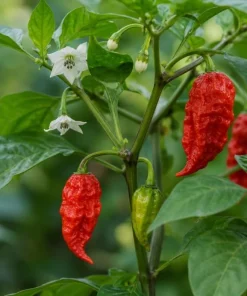 Red Bhut Jolokia Ghost Pepper Live Plants - 2 Per Pot, 3-5 Inch Tall Seedlings - Image 3