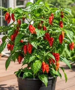 Red Bhut Jolokia Ghost Pepper Live Plants - 2 Per Pot, 3-5 Inch Tall Seedlings - Image 5