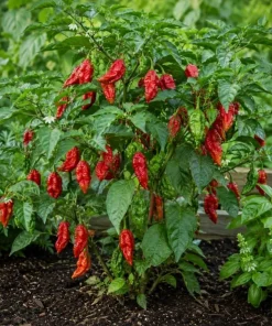 Red Bhut Jolokia Ghost Pepper Live Plants - 2 Per Pot, 3-5 Inch Tall Seedlings - Image 6