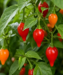 Red Biquinho Pepper Live Plant - 2 Chili Seedlings, 3-6 Inch Tall, for Garden & Container - Image 2