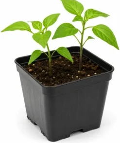 Red Biquinho Pepper Live Plant - 2 Chili Seedlings, 3-6 Inch Tall, for Garden & Container - Image 5