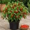 Red Biquinho Pepper Live Plant - 2 Chili Seedlings, 3-6 Inch Tall, for Garden & Container - Image 1