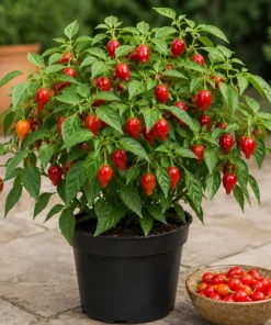 Red Biquinho Pepper Live Plant - 2 Chili Seedlings, 3-6 Inch Tall, for Garden & Container - Image 1