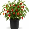 Red Biquinho Pepper Live Plants, 2-Pack, 3-6 Inch Chili Seedlings for Garden/Containers - Image 1