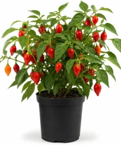 Red Biquinho Pepper Live Plants, 2-Pack, 3-6 Inch Chili Seedlings for Garden/Containers - Image 1