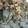 Red Box Eucalyptus Seeds - Silver Dollar Gum - Eucalyptus Polyanthemos - 25 Seeds - Image 1