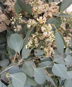 Red Box Eucalyptus Seeds - Silver Dollar Gum - Eucalyptus Polyanthemos - 25 Seeds - Image 1