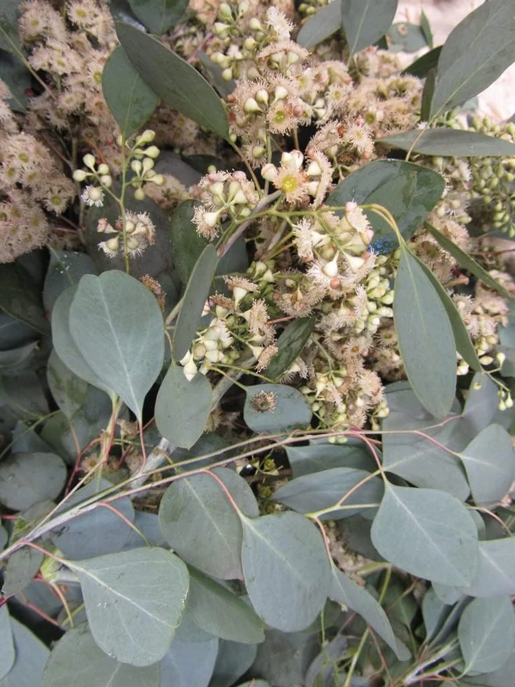 Red Box Eucalyptus Seeds - Silver Dollar Gum - Eucalyptus Polyanthemos - 25 Seeds - Image 1
