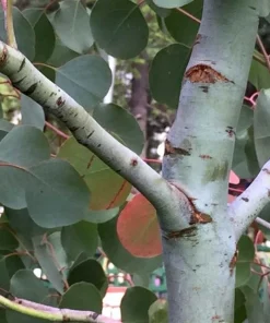 Red Box Eucalyptus Seeds - Silver Dollar Gum - Eucalyptus Polyanthemos - 25 Seeds - Image 2