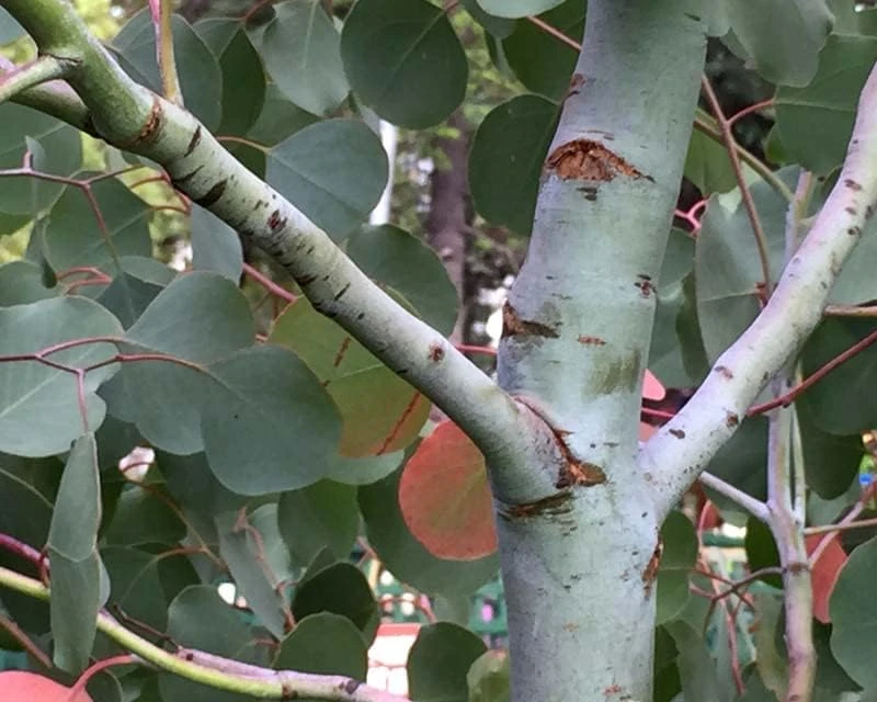 Red Box Eucalyptus Seeds - Silver Dollar Gum - Eucalyptus Polyanthemos - 25 Seeds - Image 2