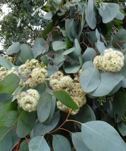 Red Box Eucalyptus Seeds - Silver Dollar Gum - Eucalyptus Polyanthemos - 25 Seeds - Image 3