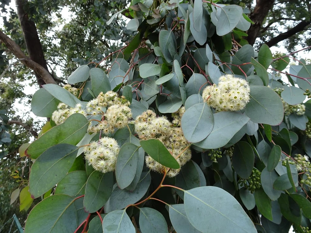 Red Box Eucalyptus Seeds - Silver Dollar Gum - Eucalyptus Polyanthemos - 25 Seeds - Image 3