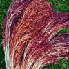 Red Broom Corn Grass Seeds - 50 Seeds, Ornamental Sorghum Annual - Image 1