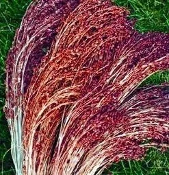 Red Broom Corn Grass Seeds - 50 Seeds, Ornamental Sorghum Annual - Image 1