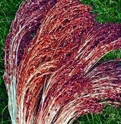 Red Broom Corn Grass Seeds - 50 Seeds, Ornamental Sorghum Annual - Image 1